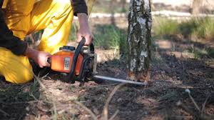 Best Commercial Tree Services  in Desert Edge, CA